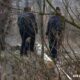 BĂLȚI: O copilă de 12 ani, găsită strangulată într-o pădure